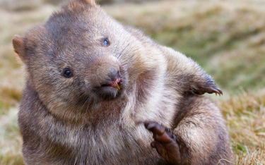 Australia: Policjant ukamienował wombata. Wideo trafiło do sieci