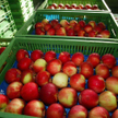 Producenci jabłek biją rekordy eksportu
