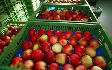 Producenci jabłek biją rekordy eksportu