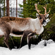 Norwegia i Szwecja spierają się przez renifera