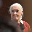 Jej bezgraniczna ciekawość i empatia odmieniły nasze rozumienie świata przyrody