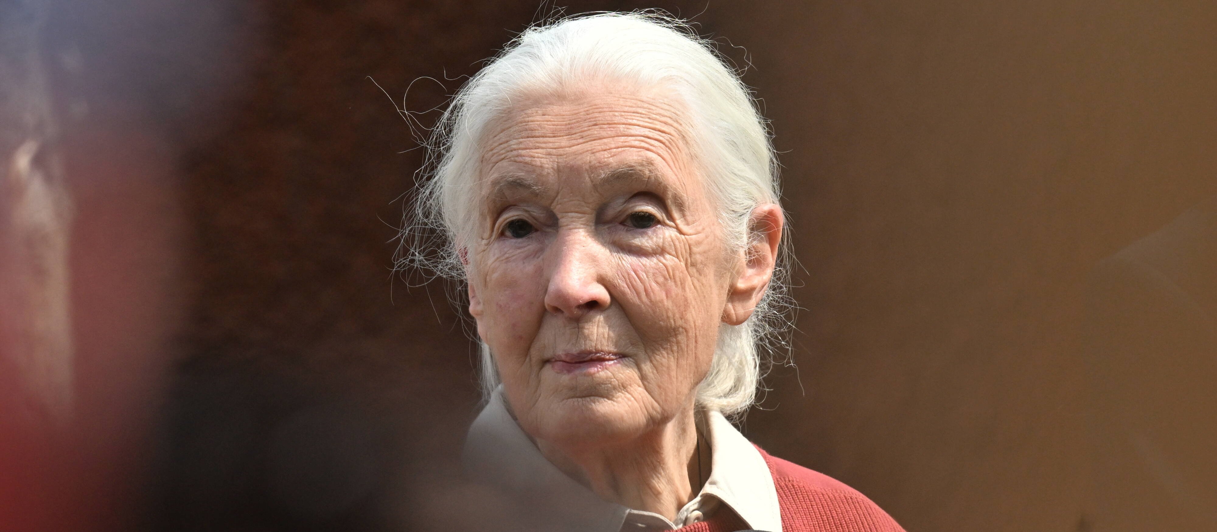 Jane Goodall do końca miała po brzegi wypełniony kalendarz. Oto, co jeszcze planowała
