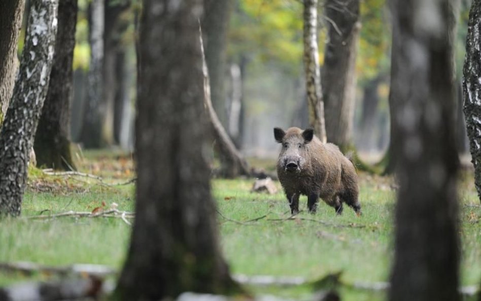 Polski Związek Łowiecki potępia strzelanie do ciężarnych loch