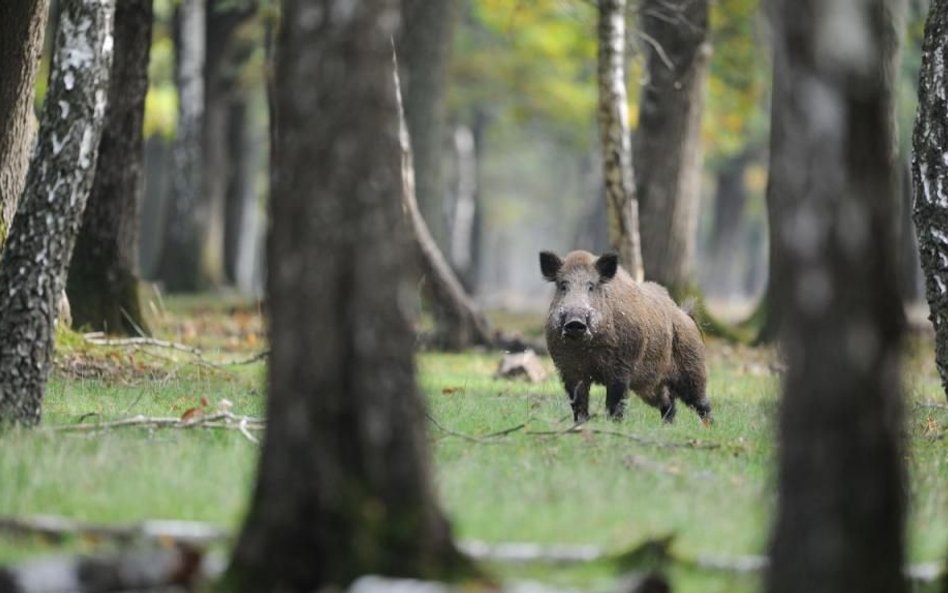 Amerykanie: Wkrótce pojawi się szczepionka na ASF