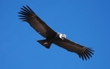 Olbrzymie kondory, symbol wolności miejscowych Indian, żyją w odludnych i niedostępnych urwiskach