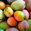 Zbyt dużo mango to poważny problem Filipin. Owoc będzie taniał