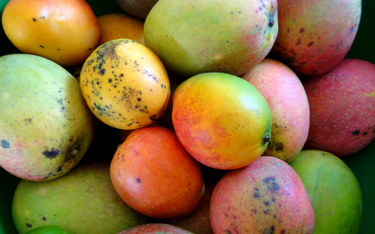 Zbyt dużo mango to poważny problem Filipin. Owoc będzie taniał