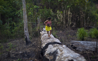 Rekordowa wycinka lasów Amazonii. Mimo obietnic nowego prezydenta