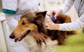 Niewielki mikroprocesor z unikalnym numerem jest wszczepiany pod skórę zwierzęcia, a dane trafiają d