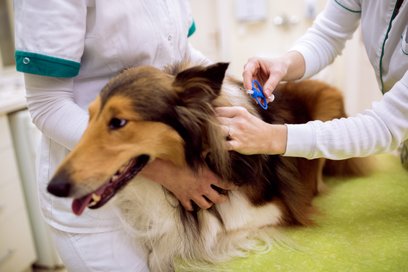 Niewielki mikroprocesor z unikalnym numerem jest wszczepiany pod skórę zwierzęcia, a dane trafiają d