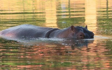 Hipopotamy Pablo Escobara terroryzują okolicę