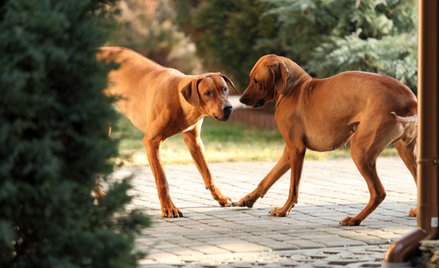 Urzędnicy przegrali z podatnikiem w sądzie. Zaważył psi wątek