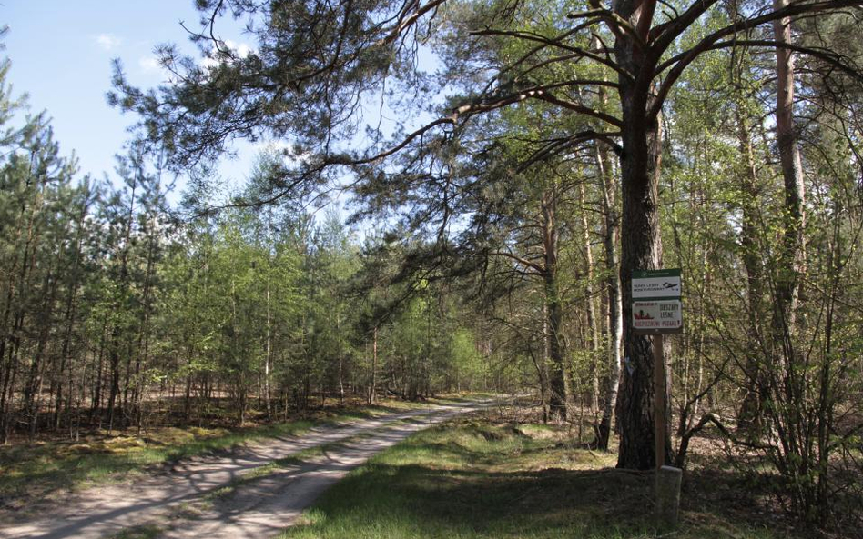 Lasy Państwowe chcą zmiany przeznaczenia daniny budżetowej