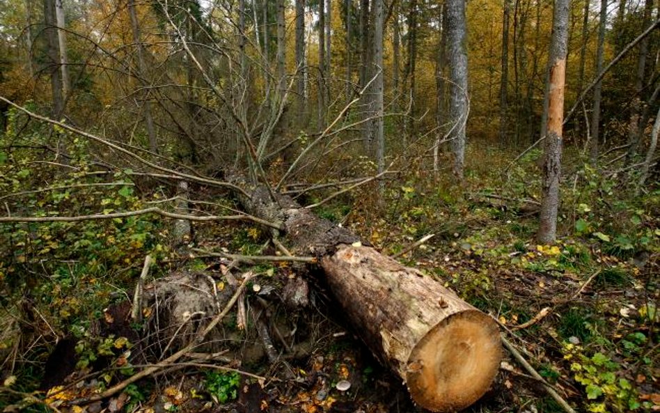 &#346;wierki na &#347;cieżce &quot;Pod Dębami&quot; w Puszczy Białowieskiej w miejscowo&#347;ci &#34