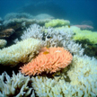 Zniszczona rafa koralowa u wybrzeży wyspy North Keppel – zdjęcie wykonane przez Australian Institute