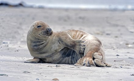 Chcą zabijać foki, by uchronić ludzi przed rekinami