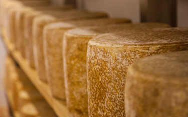 Słynny francuski ser padł ofiarą suszy. Produkowano go od 2 tysięcy lat