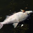 Śnięte ryby w Odrze w Widuchowej, sierpnień 2022 r.