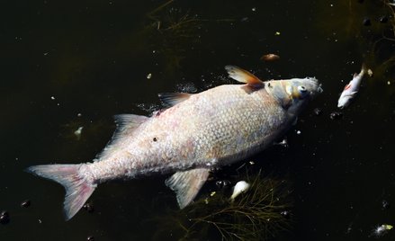 Śnięte ryby w Odrze w Widuchowej, sierpnień 2022 r.