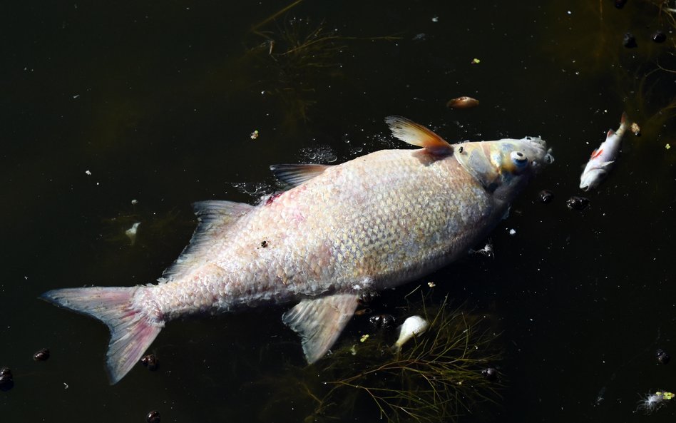 Śnięte ryby w Odrze w Widuchowej, sierpnień 2022 r.