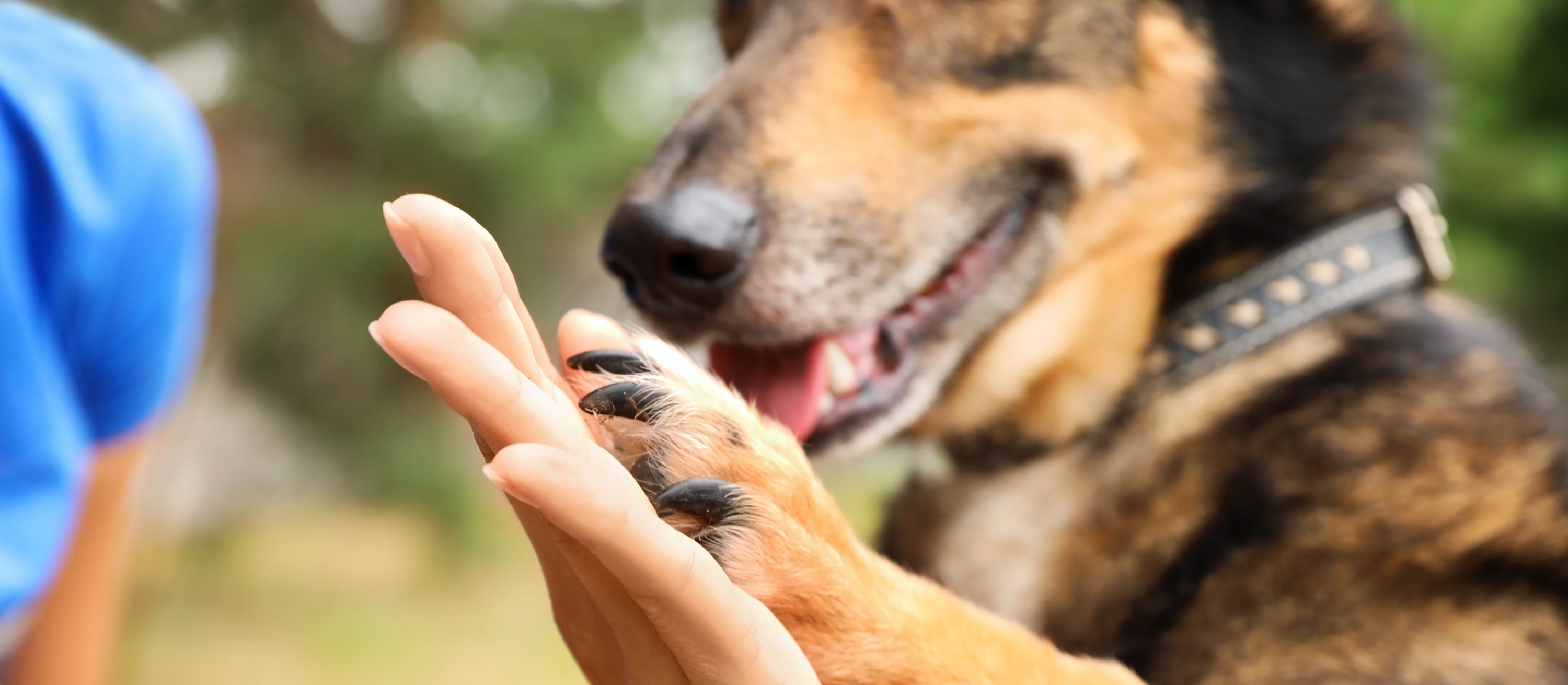 Miłośniczka zwierząt w nietypowych okolicznościach ocaliła prowadzone schronisko