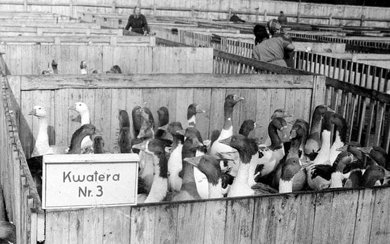 Centrala Mięsna – tuczarnia drobiu w Gdańsku-Zaspie (1947–1955). Hodowla gęsi i przygotowanie mięsa 