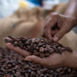 Notowania kakao zwyżkowały przez ostatnie trzy miesiące o blisko 130 proc.
