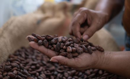 Notowania kakao zwyżkowały przez ostatnie trzy miesiące o blisko 130 proc.