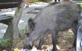 Dziki są problemem nie tylko w stolicy. Duże ich stada można spotkać także w miejscowościach podwars