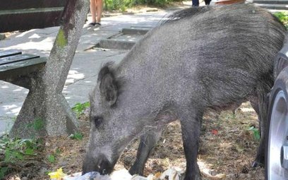 Dziki są problemem nie tylko w stolicy. Duże ich stada można spotkać także w miejscowościach podwars