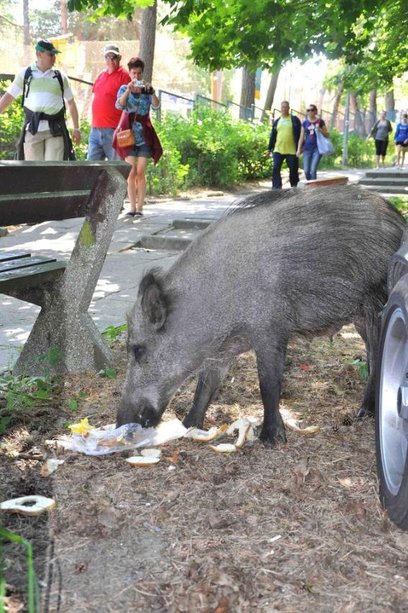 Dziki są problemem nie tylko w stolicy. Duże ich stada można spotkać także w miejscowościach podwars