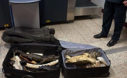 Turyści muszą szczególnie uważać, by nie zabrać jako pamiątki okazu rośliny lub zwierzęcia z gatunkó