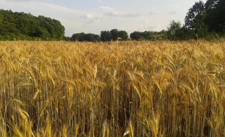 MSW nie może obliczyć, ile hektarów ziemi kupili obcokrajowcy