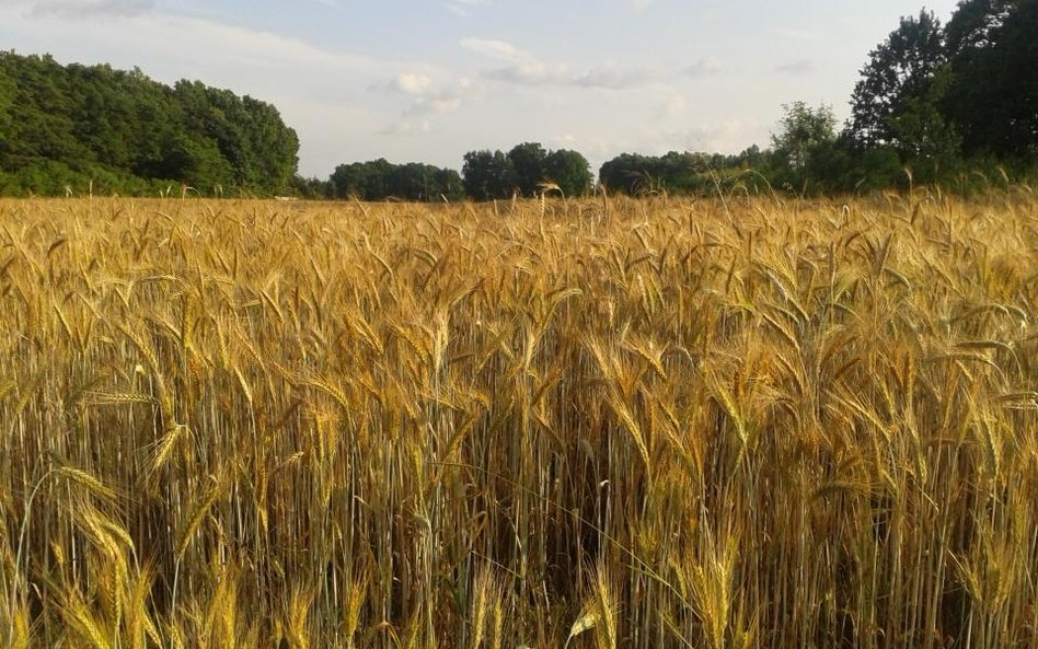 MSW nie może obliczyć, ile hektarów ziemi kupili obcokrajowcy