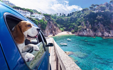 Od ponad roku psy teoretycznie mogą wchodzić na plaże, całoroczny zakaz obowiązuje tylko na terenie 