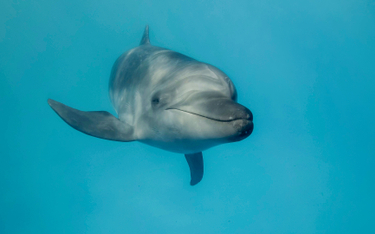 Butlonosy należą do najczęściej występujących i najszerzej rozprzestrzenionych gatunków delfinów.