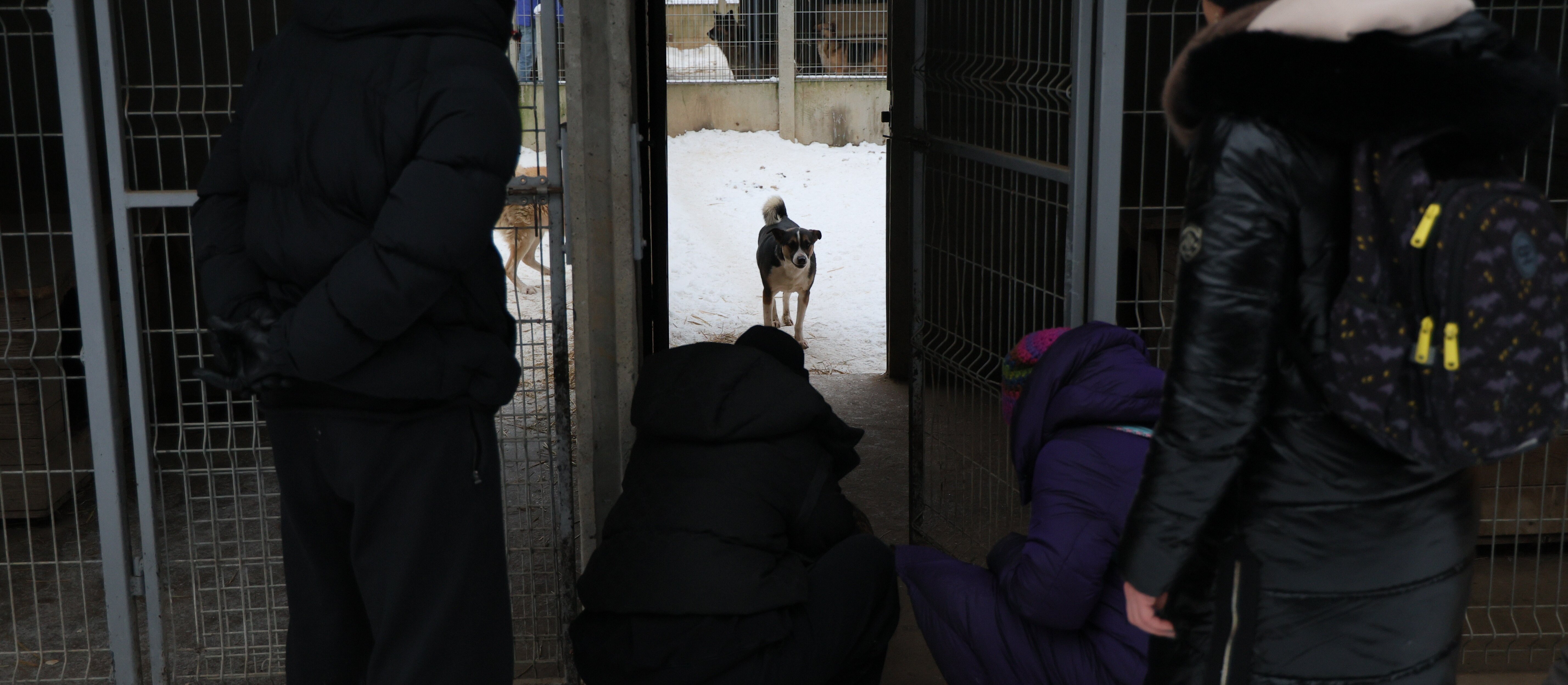 Eksperci o kontrolach w schroniskach: nie chodzi tylko o pełną miskę, istotny stan psychiczny zwierząt