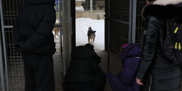 Eksperci o kontrolach w schroniskach: nie chodzi tylko o pełną miskę, istotny stan psychiczny zwierząt