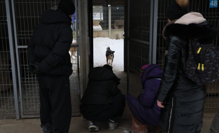 Akcja zabierania psów ze schroniska dla zwierząt "Happy Dog" w miejscowości Sobolew