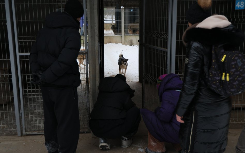 Akcja zabierania psów ze schroniska dla zwierząt "Happy Dog" w miejscowości Sobolew