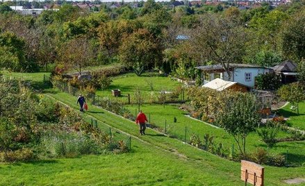 W razie zwrotu byłemu właścicielowi terenu ogrodu działkowego działkowcy nie pozostaną z niczym.