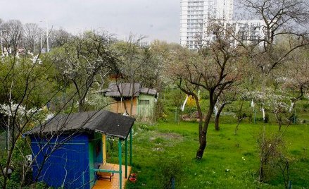 4941 rodzinnych ogrodów znajduje się na terenie całej Polski, głównie ?w miastach