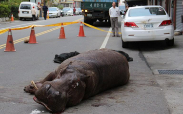 Śmierć płaczącego hipopotama na Tajwanie