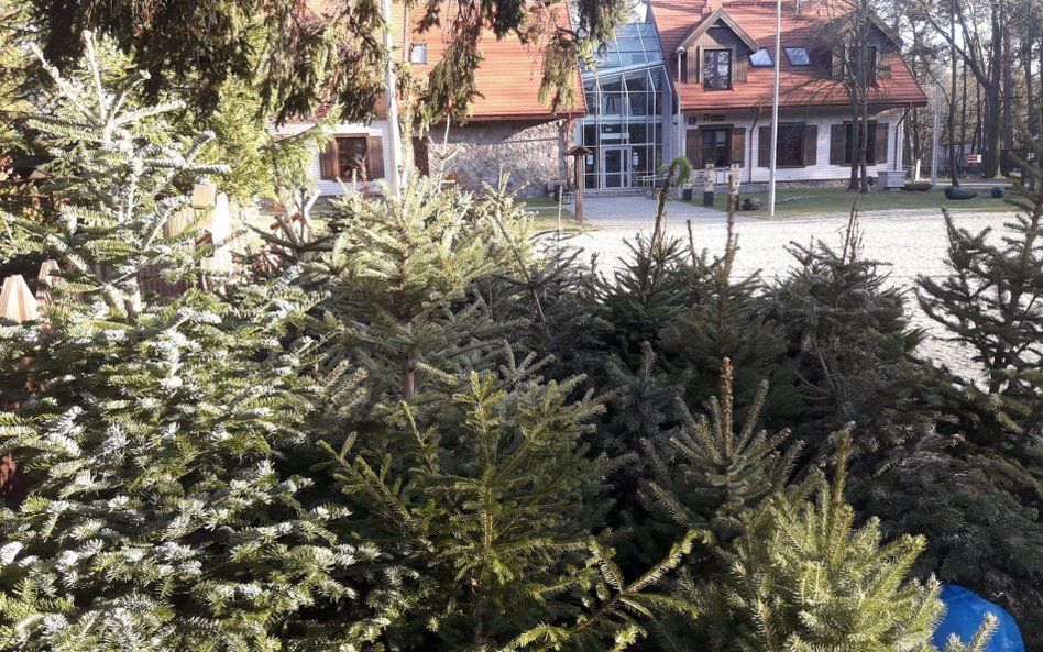 Miasta dają choinkom drugie życie. Ale nie wszystkim