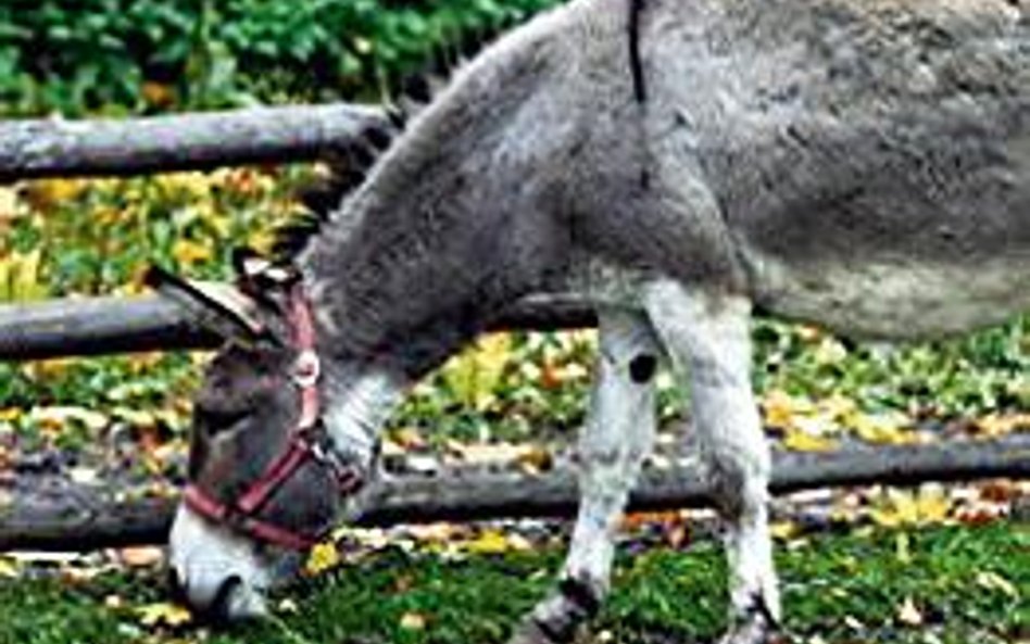 Oślice dają dobre mleko