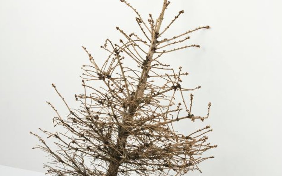 Tomasz Wysocki. Zdjęcie z cyklu Return to Eden