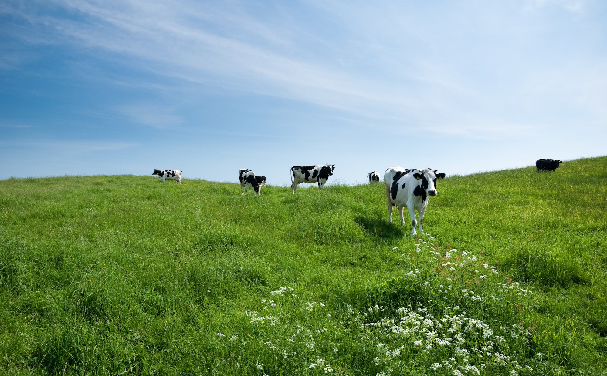 Greenhushing – czy cisza może być głośniejsza niż słowa