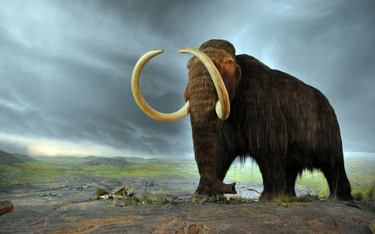 W Rosji odkryto dobrze zachowany szkielet mamuta włochatego