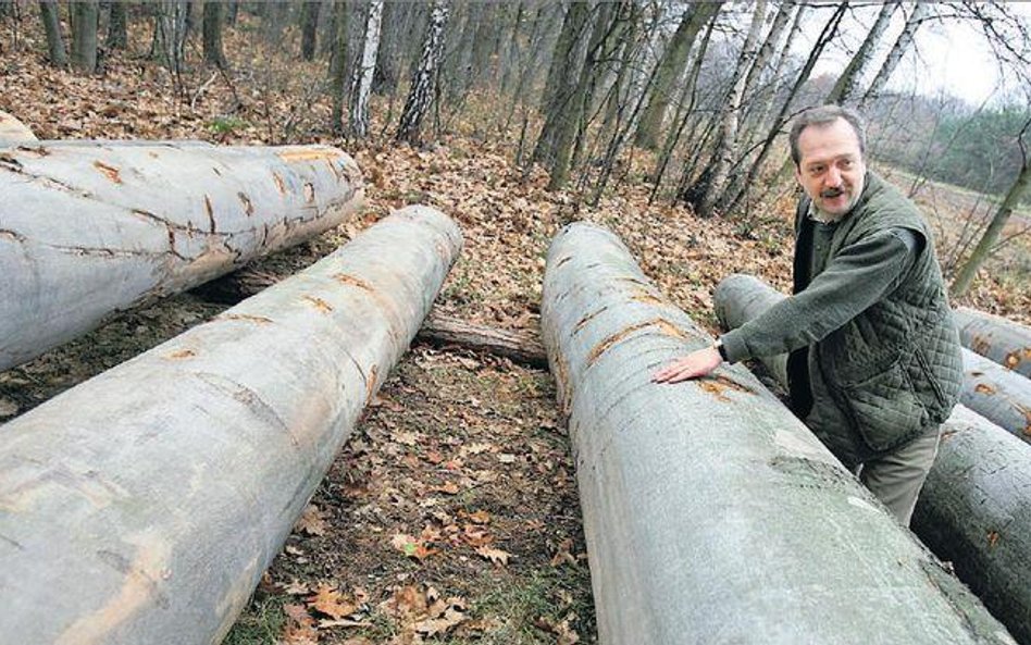 Mariusz Michalski z Nadleśnictwa Brzesko przy bukowych kłodach, wystawionych na aukcji w grudniu