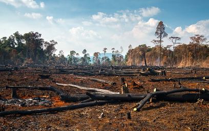 Potrzeba ochrony lasów jest coraz poważniejszym wyzwaniem, bo te znikają w tempie alarmującym